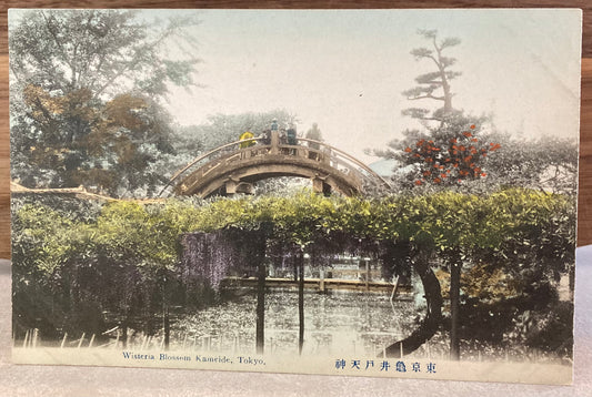 Vintage Japanese Postcard - Wisteria Blossom, Kameido, Tokyo