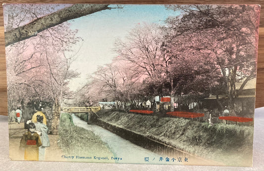 Vintage Japanese Postcard - Cherry Blossoms Koganei, Tokyo