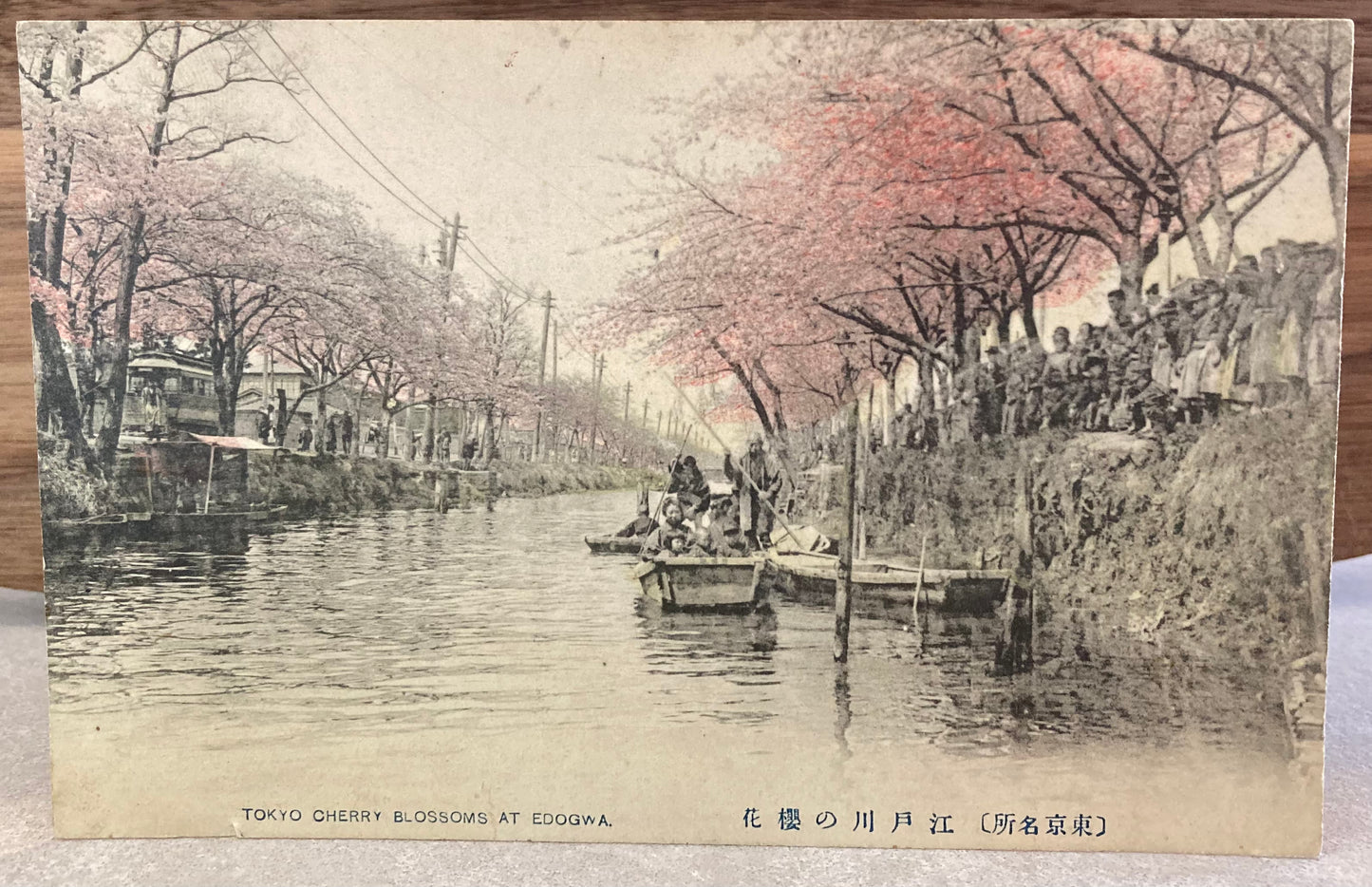 Vintage Japanese Postcard - Tokyo Cherry Blossoms at Edogawa