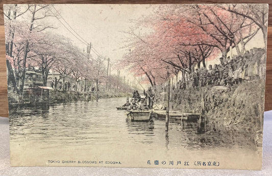 Vintage Japanese Postcard - Tokyo Cherry Blossoms at Edogawa