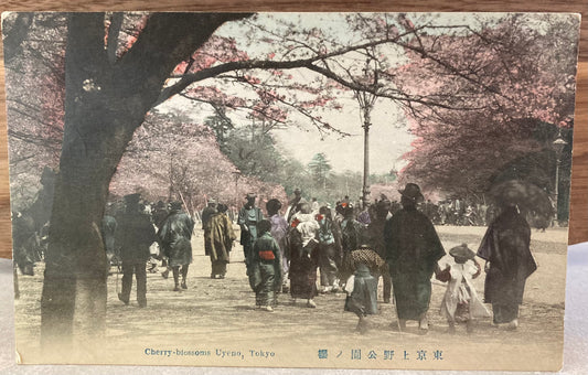 Vintage Japanese Postcard - Cherry-blossoms Uyeno, Tokyo