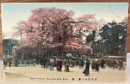 Vintage Japanese Postcard - Cherry Blossom Maruyama, Tokyo