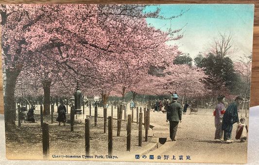 Vintage Japanese Postcard - Cherry-Blossom Uyeno Park, Tokyo