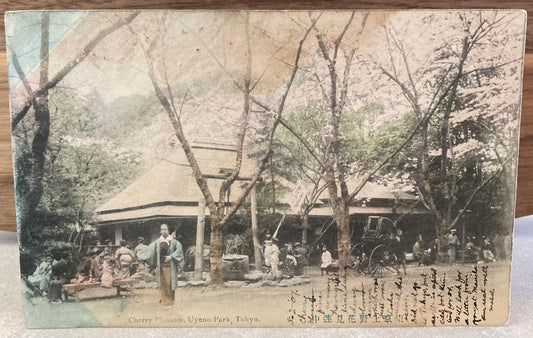 Vintage Japanese Postcard - Cherry Blossom, Uyeno Park, Tokyo